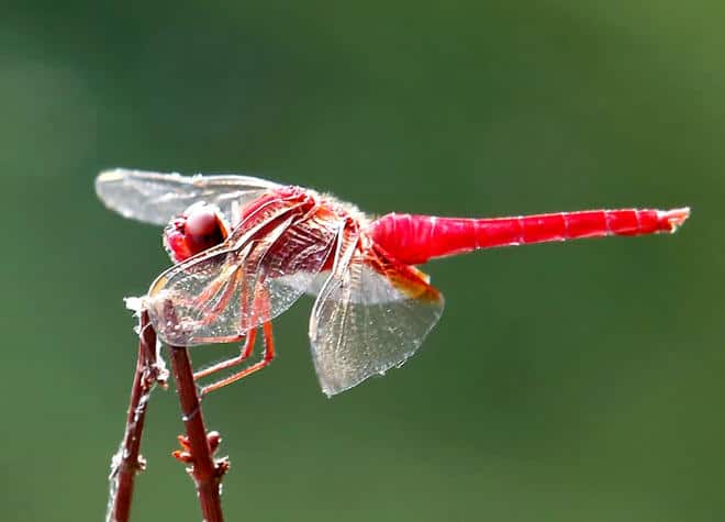 昆虫図鑑・ショウジョウトンボ